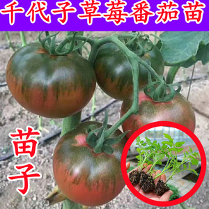 铁皮绿腚草莓柿子苗水果番茄脆甜丹东西红柿口感番茄种子籽苗孑