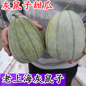 老上海灰鼠子甜瓜香瓜绿宝翡翠种籽超甜多汁产量高四季高产包邮