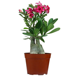 沙漠玫瑰盆栽重瓣带花苞老桩植物盆景室内阳台四季开花卉大棵绿植