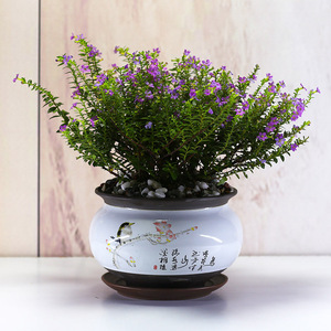 盆景植物满天星