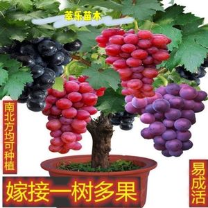 葡萄树苗一树多果嫁接苗南北适应当年挂果盆栽地载庭院爬藤包邮