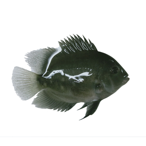 00 0人付款  淘宝 黑云鱼大吉大利鱼南美慈鲷热带鱼观赏鱼活体中型鱼