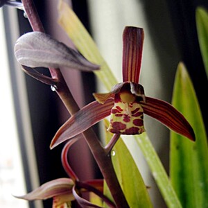 兰花名贵墨兰日向金边浓香型带花苞盆栽客厅室内花卉兰花品种大全