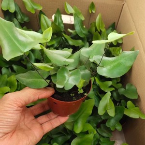 心愿叶盆栽心连心蕨耐阴雨林缸观叶植物室内办公书房微景观除甲醛