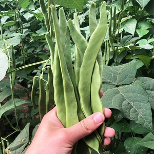 绿龙2号扁豆种孑芸豆种籽早熟高产宽荚四季豆菜豆种春秋蔬菜种子