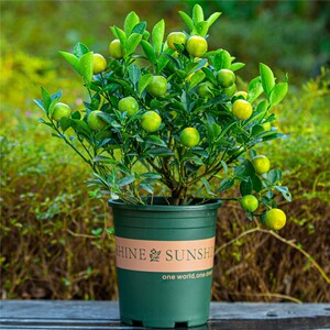 四季桔子树盆栽室内阳台好养植物绿植室外橘子树金桔花卉盆景庭院