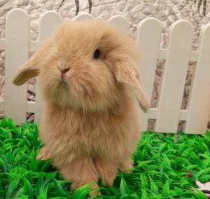 宠物兔子活体紫灰色垂耳兔盖脸猫猫兔纯种长不大迷你侏儒兔活体