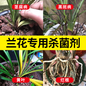 恶霉灵杀菌剂兰草土壤消毒多肉烂根黑腐病黑斑病兰花根腐病专用药
