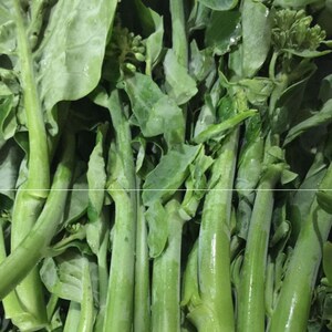 广东小芥兰新鲜蔬菜菜心3斤现摘现发小芥蓝芥兰青菜芥兰菜包邮