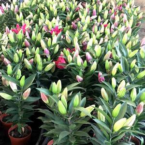 百合花鲜花盆栽香水百合花苗适合放卧室的绿植种植苗适合家里养的