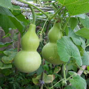 酒仙葫芦种子宝葫芦籽四季播种文玩盆栽阳台庭院观赏葫芦爬藤种子