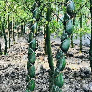 龟甲竹苗人面竹龙鳞竹精品工程庭院别墅大型观赏竹子苗地栽盆栽l