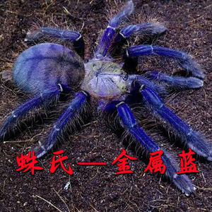 泰国金属蓝蜘蛛2-15cm凶猛活体宠物穴居品种蓝色经典品种入门爬宠