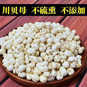 贝母粒野生一级无硫优质新鲜止咳川贝浙贝特级干货
