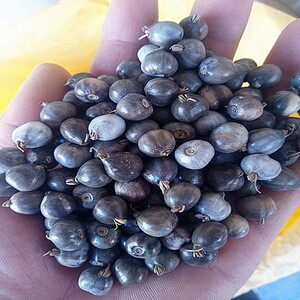 草珠子种子 尿珠子 生野薏苡草 散珠手串手链门帘佛珠子