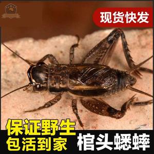 【现抓现发】棺材头蟋蟀鸣虫活物宁阳泗店野生多伊棺头蟋蛐蛐包活