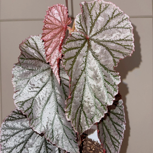 阿雅秋海棠开花观叶热植盆栽