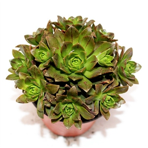 高端伊达绿茶法师多肉植物大颗多a头老桩办公室内盆栽大颗阳台绿