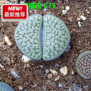 生石花 招福玉 c75 一年苗 二年株 三年成z株 随机发货