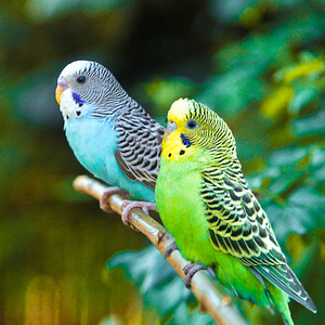 鹦鹉小型家养活鸟虎皮手养活体幼鸟宠物会说话成年真小鸟活物鸟笼