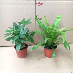 宠物及园艺 盆栽,盆景 盆栽 阔叶小绿植