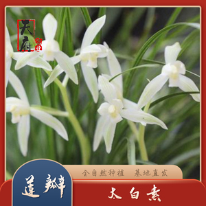 天府兰业白素细叶莲瓣花白幽香太白素南素玉心莲瓣兰窄白叶兰花苗