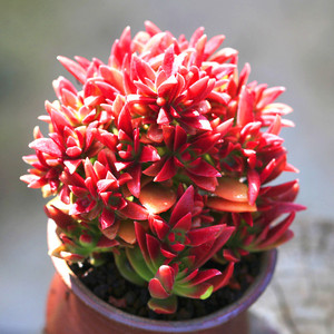 【红叶祭2株】多肉植物组合套餐盆栽绿植花卉肉肉室内阳台办公桌