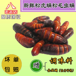 新鲜松虎蛹 松毛虫蛹 松蛹 松树蛹 虫蛹 活体速冻 三斤包邮 500g