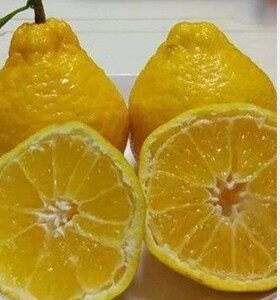 四川 媛小春绿美人水晶柑当季柑橘孕妇新鲜水果现摘 大果包邮到家