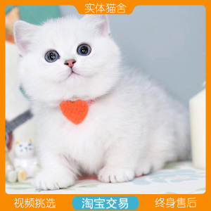 曼基康矮脚幼崽纯种英国短毛猫可爱小型纯白短腿活体银渐层宠物猫