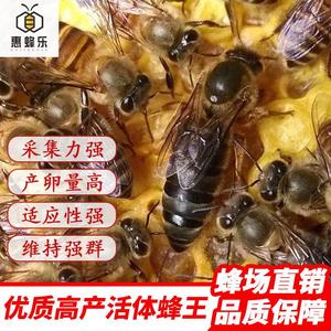 中蜂蜂王蜜蜂活体种王高产蜂王蜜蜂种中华新处王开产王中蜂产卵王
