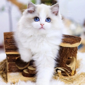 布偶猫幼猫成都产品的详细参数,实时报价,价格行情,优质批发/供应等