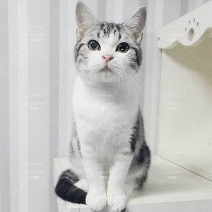 成都/全国连锁/美短猫虎斑加白纯种活体虎斑猫银渐层买猫幼体小猫