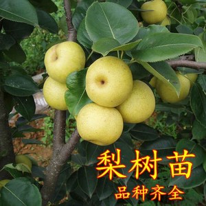 玉露香梨苗山西