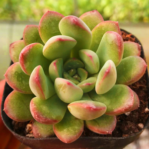 新迈达斯国王多栽植物办公室室内盆肉绿植花卉园艺萌辐射新款防.