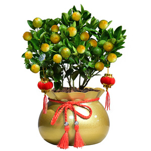 金桔树盆栽带果室内客厅办公室招财小橘s子盆景吉祥如意年