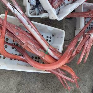深海新鲜红烟管鱼鲜活海捕海钓冰鲜马鞭鱼切片海鲜3斤顺丰包邮