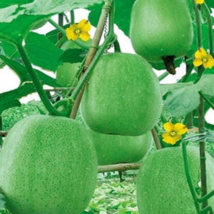 早熟五叶米冬瓜种子粉杂小冬瓜迷你冬瓜节瓜春季农家田园蔬菜种籽