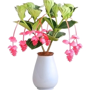 珍珠宝莲灯花苗四季开花美丁花盆栽室内窗台网红绿植花卉好养易活