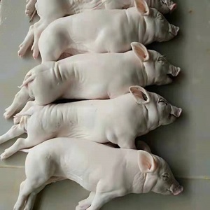 现杀冷冻乳猪精品脆皮烤乳猪新鲜整只冻乳猪小乳猪乳猪烧烤生猪肉