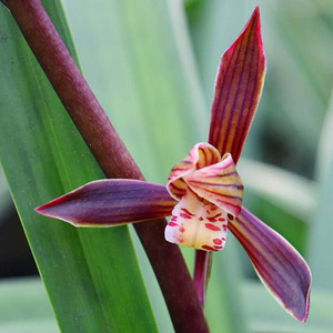 墨兰兰花太平洋草本花卉浓香型办公室茶几客厅阳台净化空气不含盆