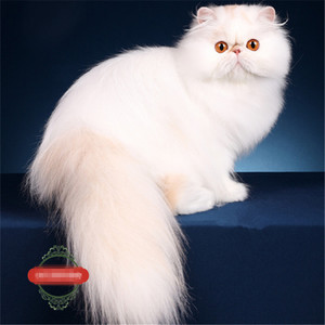 淘宝交易波斯猫纯种幼崽短毛净梵纯白波斯三花蓝白长毛包子脸