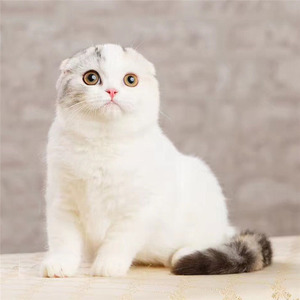 苏格兰折耳猫虎斑