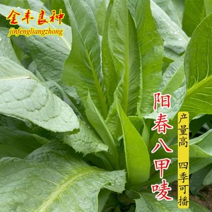 甜唛菜八甲麦种子广东麦菜种籽甜苦麦菜高产春秋季四季蔬菜种孑籽