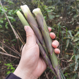 贵州竹笋新鲜