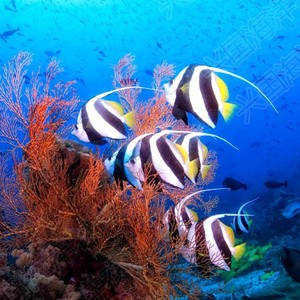 黑白关刀鱼 海水鱼活体 观赏宠物鱼神仙鱼长鳍关刀鲽鱼快递包活