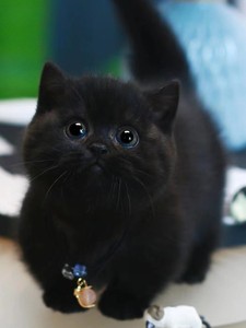 青岛/短腿猫曼基康矮脚猫幼崽纯黑色孟买猫咪活物曼康基小奶猫包