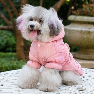 小动物活的博美