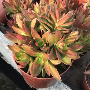 21抖音同款容易巨型超大多肉植物火祭老桩爆盆的大株稀有大肉肉花