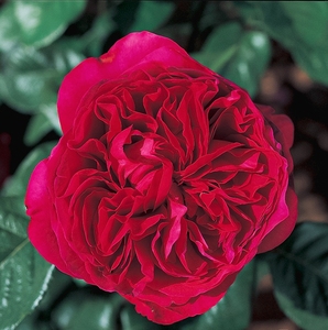 皇家胭脂 欧月法国月季暗红色大花强香耐热开花持久
